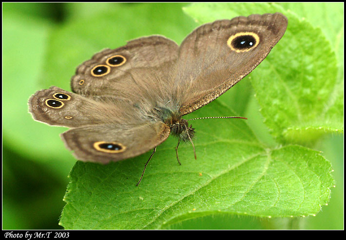w Common Five-ring (Ypthima baldus)