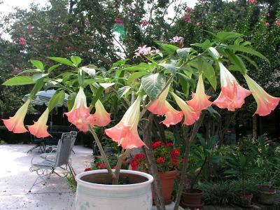 Brugmansia