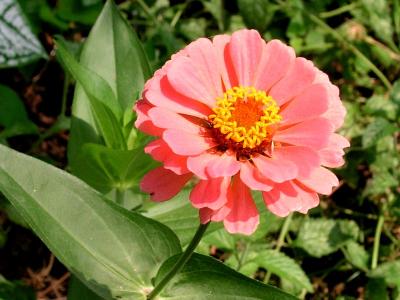 Zinnia