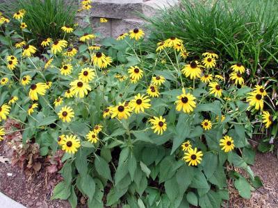 Black-eyed Susan