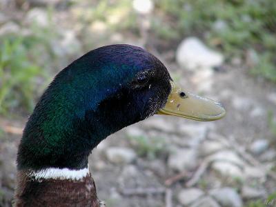 Duck head.jpg(326)