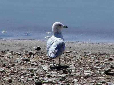 Lone Gull.jpg(201)