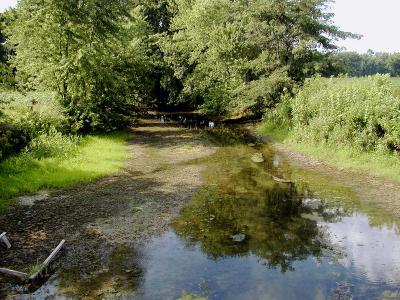 creek into trees.jpg(340)