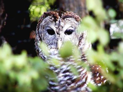 Barred Owl2.jpg (7/21/04) (496)