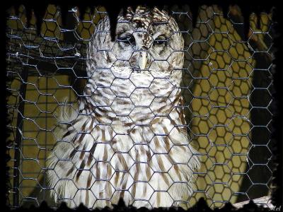 Caged Owl.jpg(200)