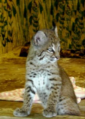 Baby Bobcat.jpg(647)