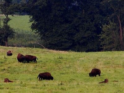 Feeding Bison buffalo.jpg(262)