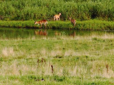 Gathered at the watering hole.jpg(180)