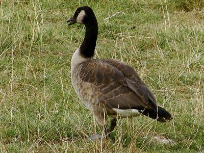 Canadian Goose.jpg(193)