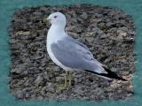 Posing Gull.jpg(159)