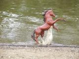 Stallion-water.jpg(1062)