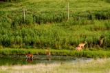Small herd.jpg(146)