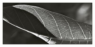 u32/mtf_foto_studies/medium/31451741.PICT1099v2_entry.jpg
