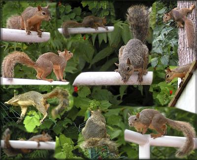 u32/mtf_foto_studies/medium/31497543.SquirrelsontheEdge.jpg