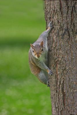 Gray Squirrel