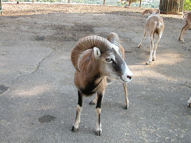 Fasano Zoo