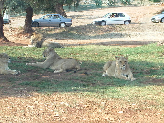 Fasano Zoo