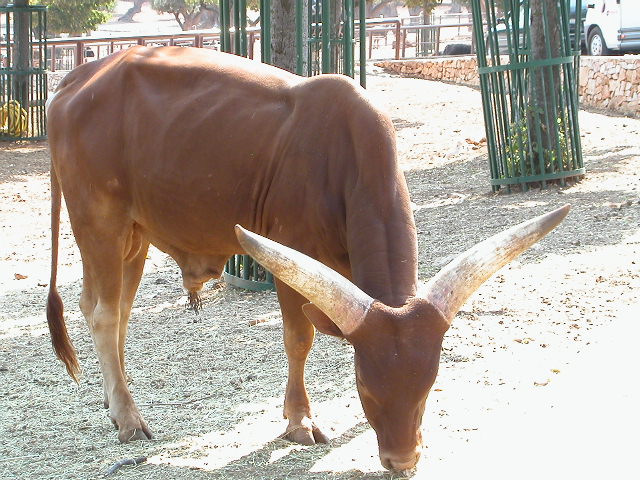 Fasano Zoo