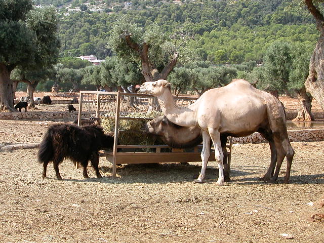 Fasano Zoo