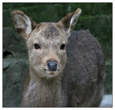 Nara Kasuga Taisha deer