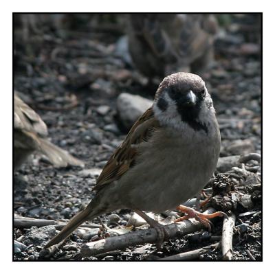 Tokyo Sen so-ji bird
