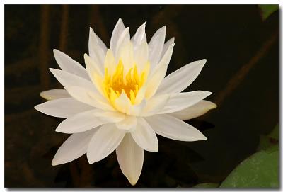 My Pond
