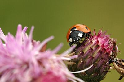 u32/nikond70/medium/31597768.Ladybird.jpg