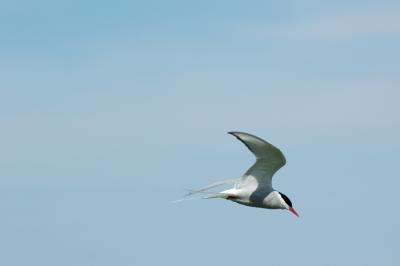 Arctic Tern .jpg