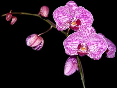 Purple veined orchids