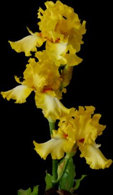 yellow orange bearded orchids