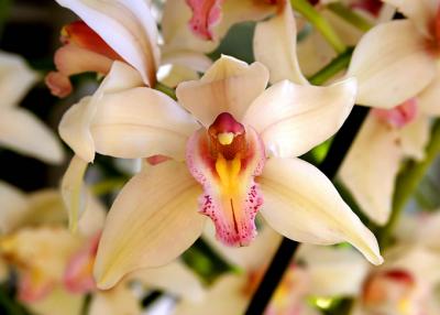 Amari orchid