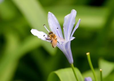 violet flower with bee