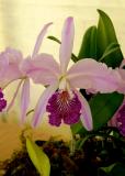 purple mauve orchid