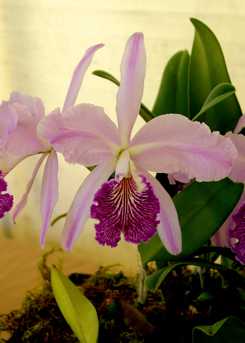 purple mauve orchid