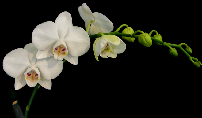 white orchids
