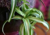 spider plant
