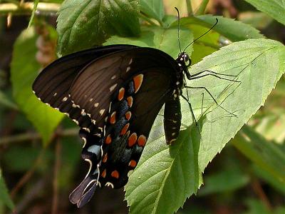 Spicebush Swallowtail