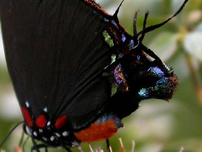 Great Purple Hairstreak