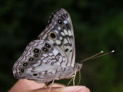 Hackberry Emperor