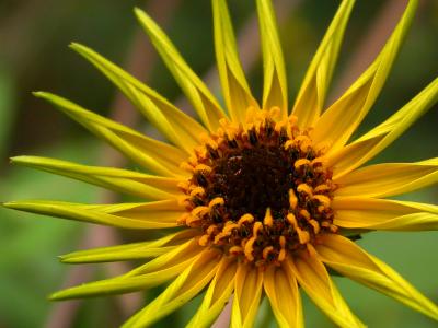 Wild Sunflower