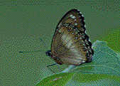 test10frame.gif