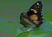 ButterfylLogo_Qk.gif