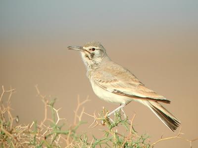 Birds from Marocco.