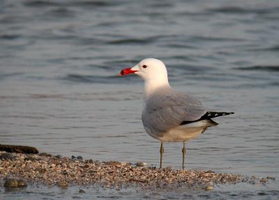 Audouins Gull