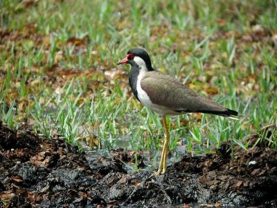 Red-wattled Plover