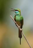 Bee Eater