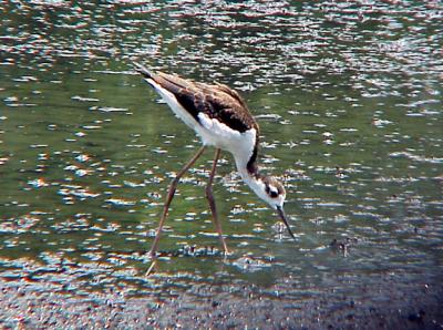 BNS -7-17-04 immature back