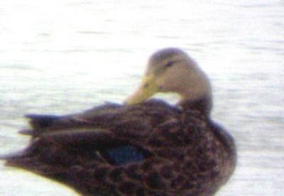Mottled Duck 8-28-04 Ensley