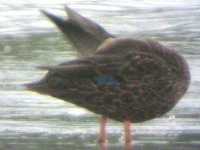 Mottled Duck 8-28-04 - Ensley