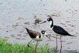 BNS - chick coming ashore 7-17-04